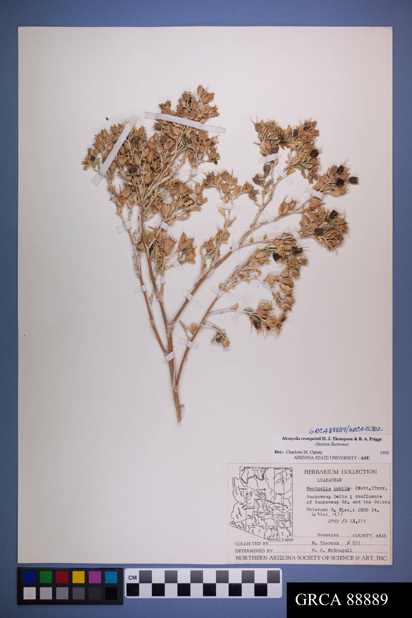 Mentzelia marginata var. cronquistii image